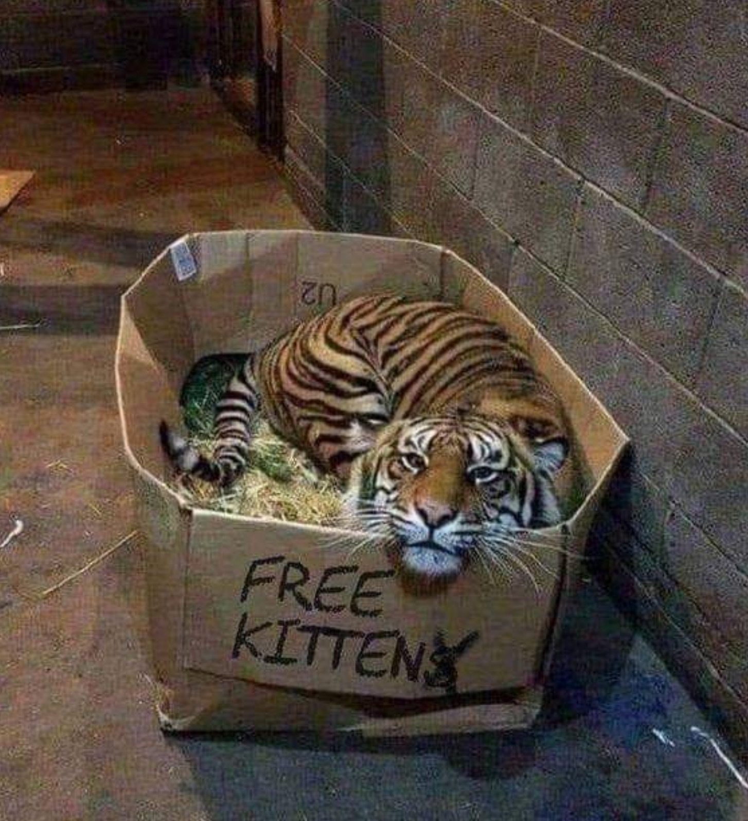 FreeKittens